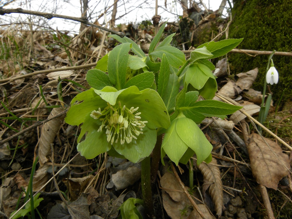 Elleboro verde
